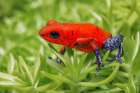 Blue-jeans frog-Strawberry poison dart frog Art Print